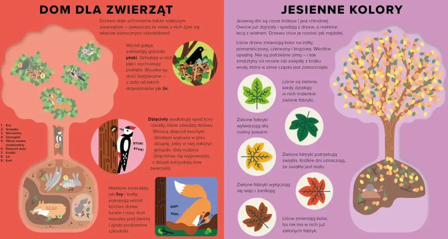 2-5 Lat | Wydawnictwo Wilga Księga drzew