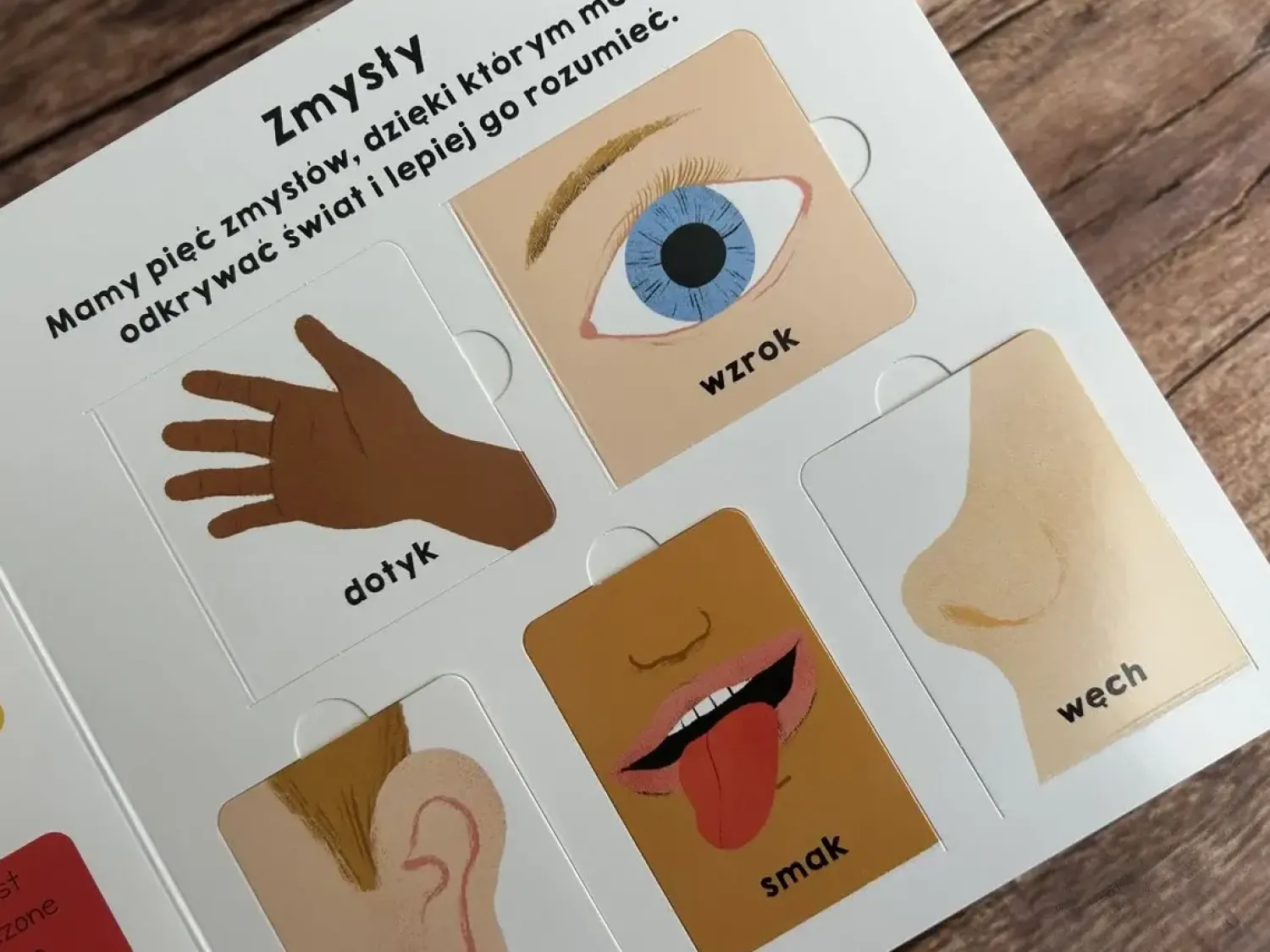 Ruchome Elementy|2-5 Lat | HarperCollins Moje ciało. Akademia Mądrego Dziecka. Mój świat
