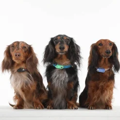 Ułatwiacze Życia | Tickless Ultradźwiękowe urządzenie chroniące przed kleszczami ® Pet Mini Black