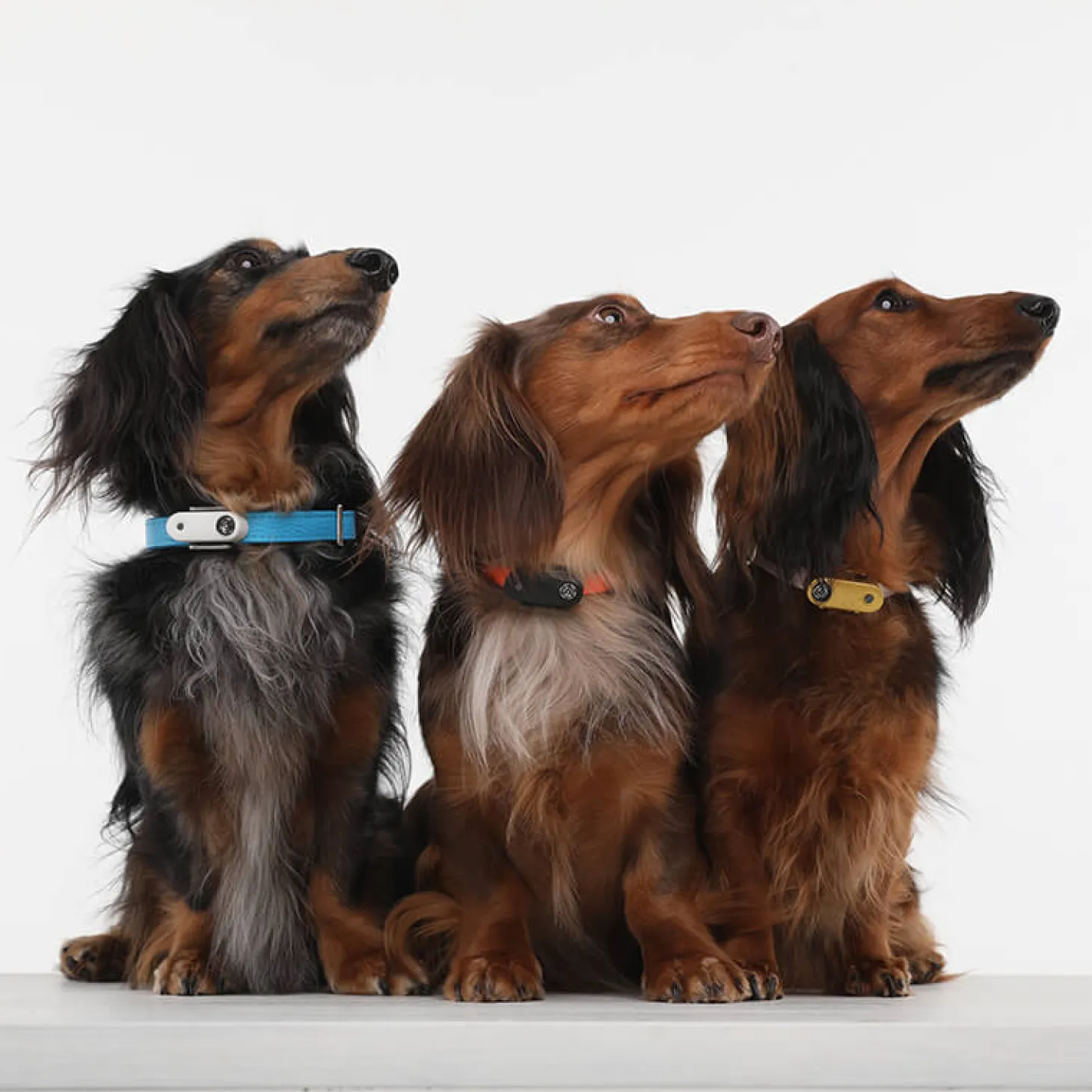 Ultradźwiękowe urządzenie chroniące przed kleszczami TICKLESS® Pet Mini Greek Blue