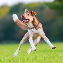 Ułatwiacze Życia | Tickless Ultradźwiękowe urządzenie chroniące przed kleszczami ® Pet Beige