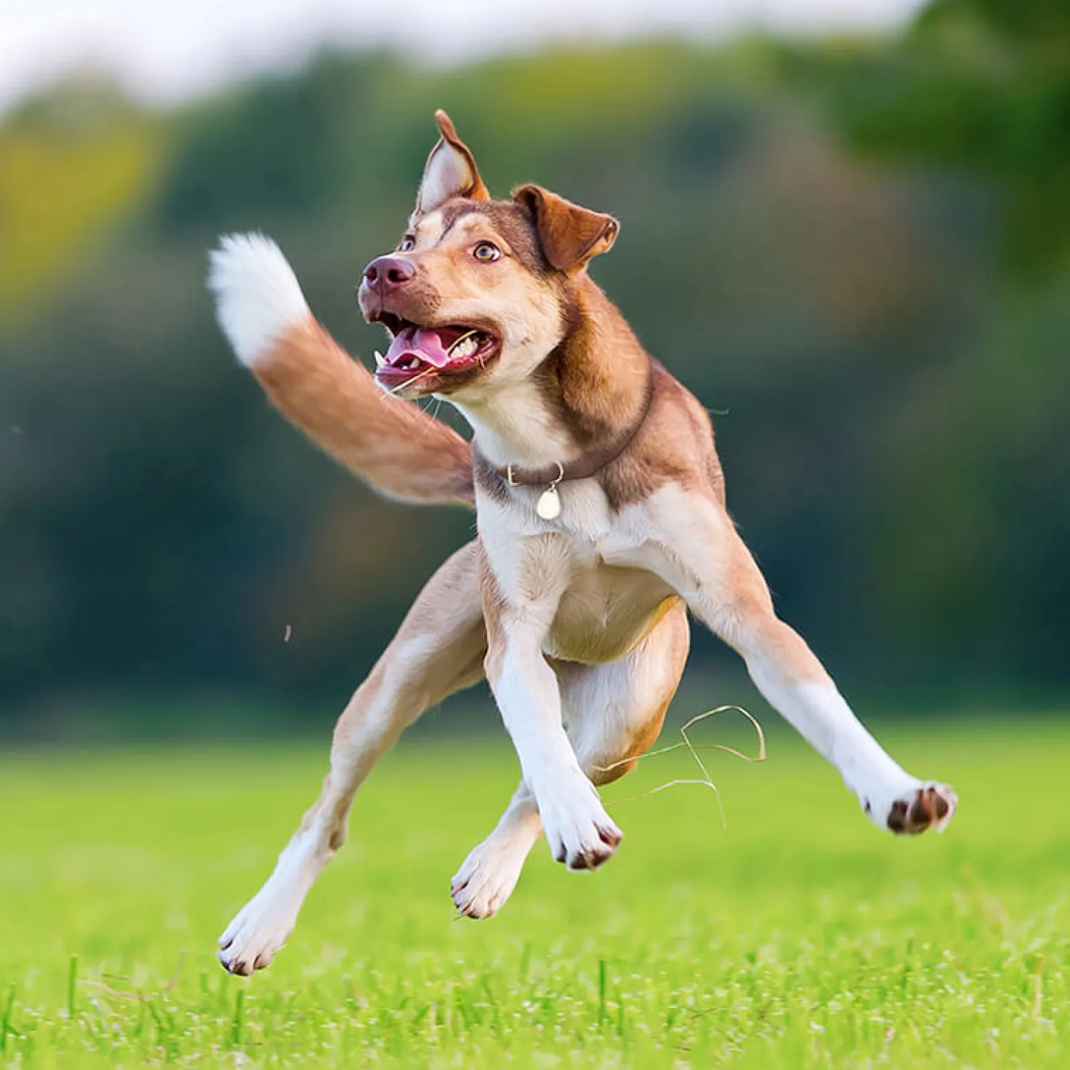 Ułatwiacze Życia | Tickless Ultradźwiękowe urządzenie chroniące przed kleszczami ® Pet Beige